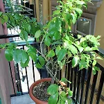 La Maritina *